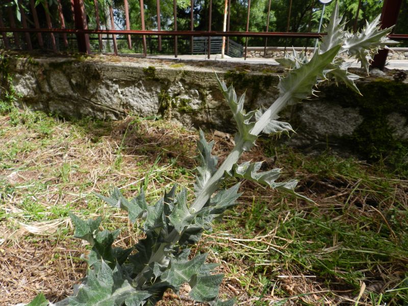 Cirsium scabrum